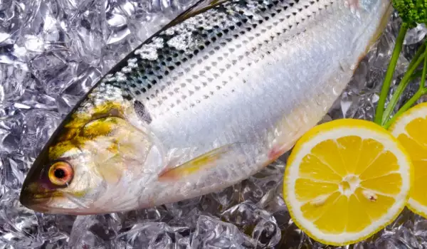 ¿Cuánto tiempo podemos conservar el pescado en el frigorífico y el congelador?
