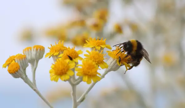 Una abeja recogiendo polen