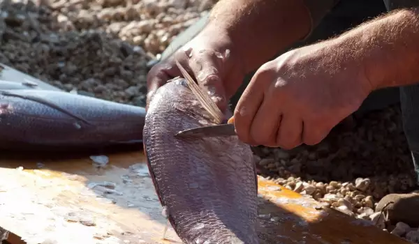 Cómo limpiar las escamas del pescado
