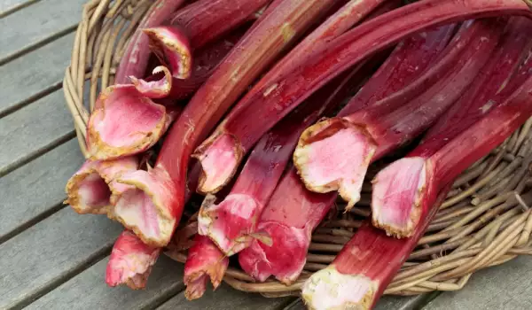 Tallos de ruibarbo