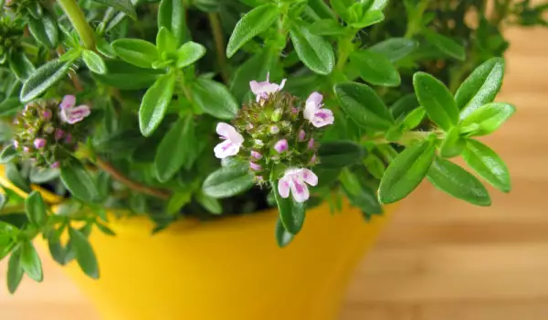 Ajedrea fresca