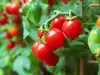 Plantar y cultivar tomates cherry en macetas