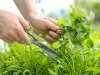 ¿Cómo se secan las hierbas aromáticas y medicinales?
