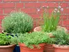 Cómo cultivar especias en una maceta